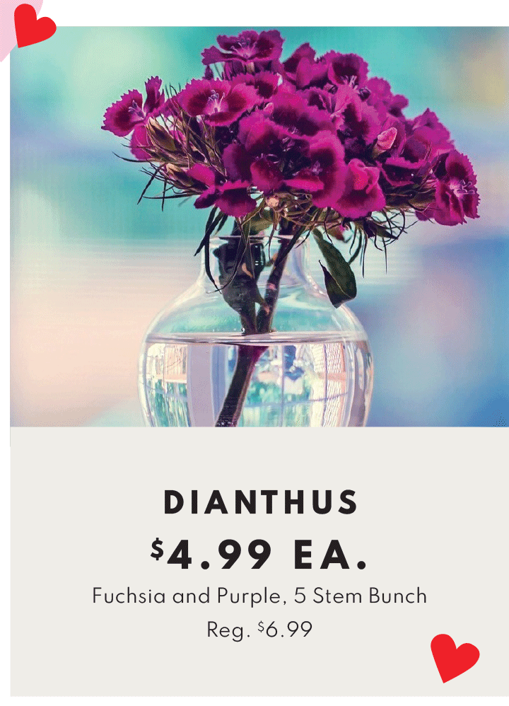 Dianthus, fuchsia and purple, 5 stem bunch - $4.99 each