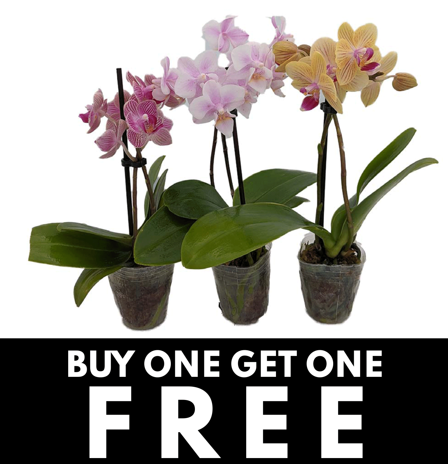 BUY ONE GET ONE FREE MINI ORCHID, with $10 Minimum Purchase!